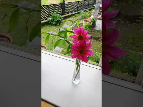 園芸 イタリアングラジオラス、ハーベストグラジオラス