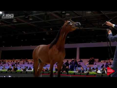 N.82 BADI ATHBAH - Paris 2017 - Yearling Colts (Class CM4B)