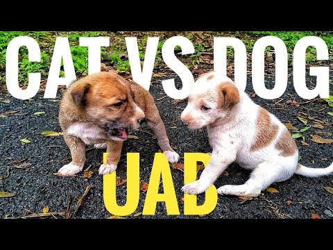 Angry Cat VS Dog MATCH* Who Will WIN? 🐶🐱 Epic Match