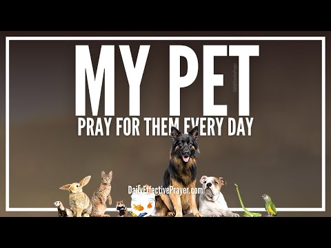 Prayer For Pets | Prayers For Animals (Dogs, Cats, Horses, Etc)