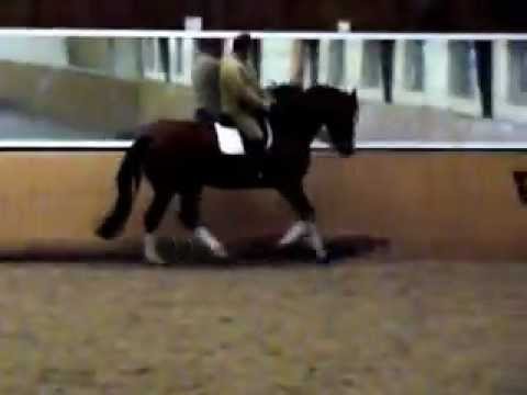 Dressurpferd Don Rubin aus einer Quattro B Mutter 1.