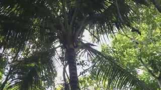 preview picture of video 'Pancho & kokospalmen'