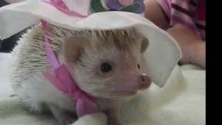 Ugly Casanova - Diggin' Holes (Live)