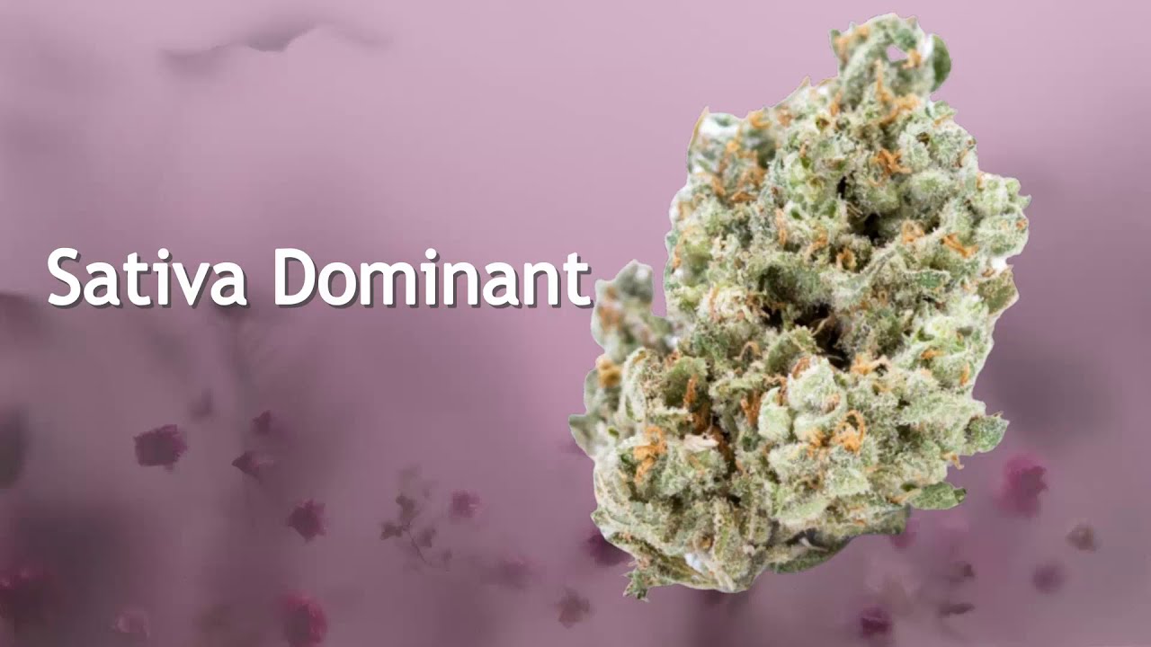 Top 8 Strains Satisfied Couples Want You to Try | Beaver Seeds