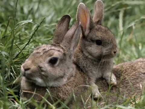 Dvorak - Songs My Mother Taught Me (Piano & Cello)