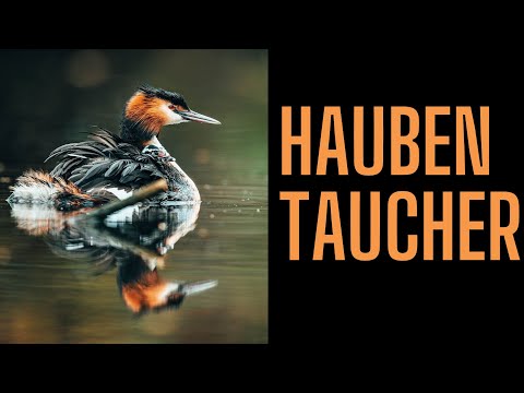 Haubentaucher mit Nachwuchs in 4K – Faszinierendes Wildlife Aufnahmen in Zeitlupe