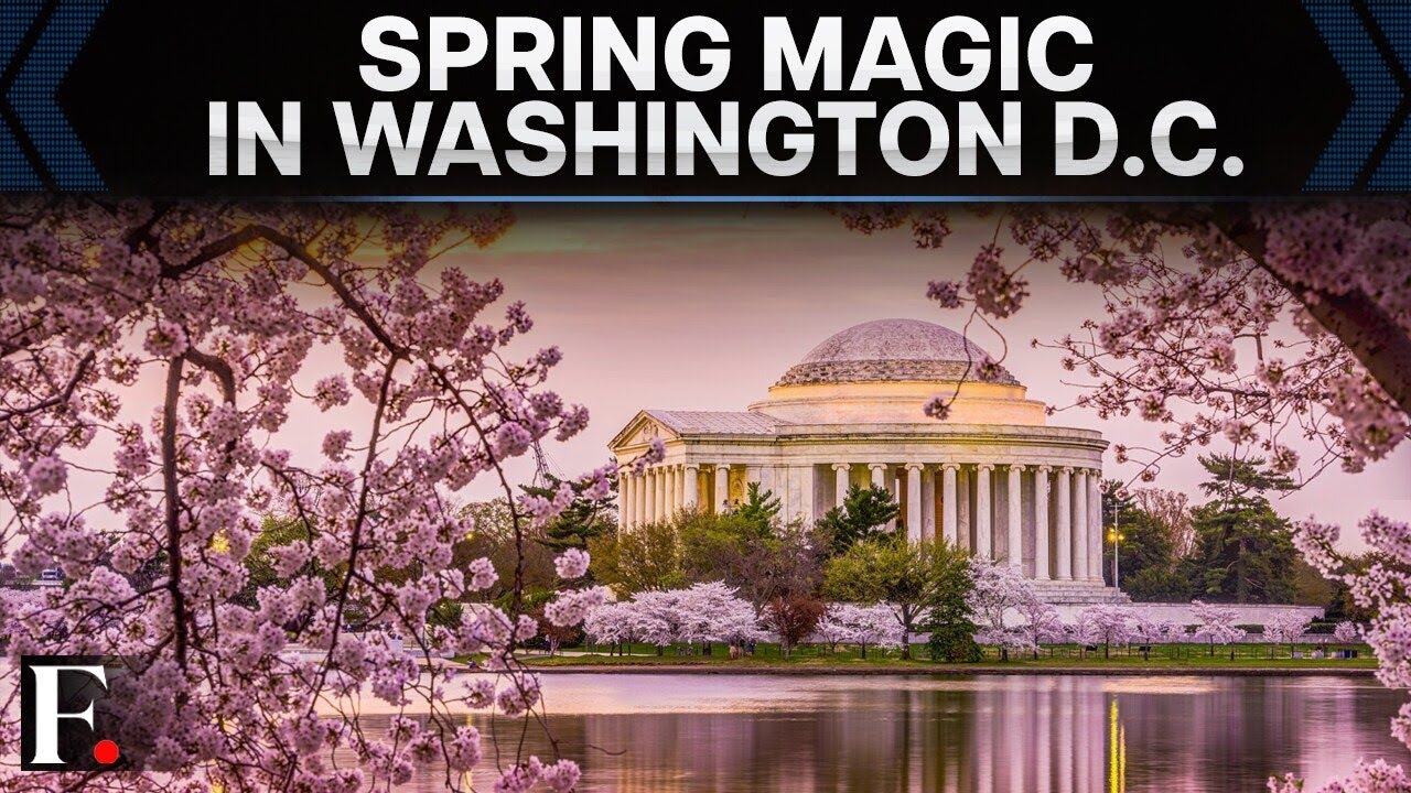 Washington D.C's Cherry Blossoms Reach Peak Bloom | Spring in Full Colour