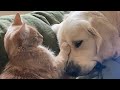 Cats Help Raise Blind Dog