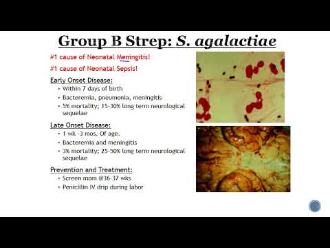 Group B Streptococcus GBS