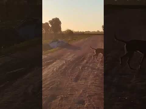 CRRC CDD6A1 9778 llevando 9794 con velocidad de charata Chaco 😱