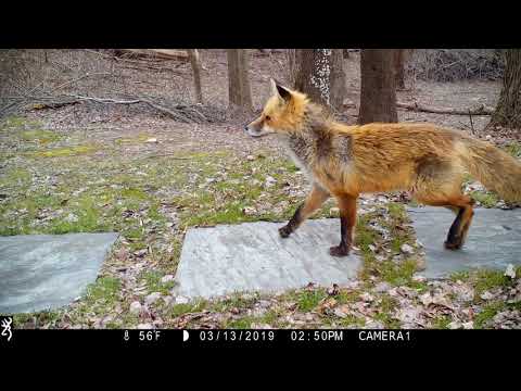 1st YouTube video about how far can a fox run into the woods