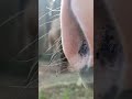 Horse Up Close And Personal June 8 2022
