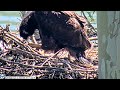 USS Bald Eagle Cam  2 on 5-31-24 @ 11:23  Close up of Lucky Feaking