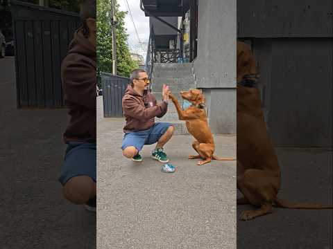 Cu totii stim ca siguranta trebuie sa fie pe primul loc, iar Buddy stie asta cel mai bine 😁