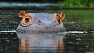 The Beauty Regime of Hippos  Spy In The Wild  BBC 