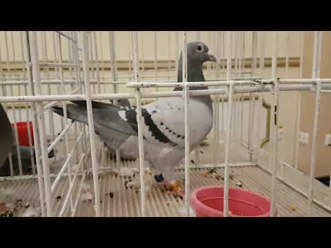 Super pigeons koopman ...