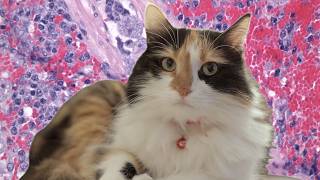 What Is 'Bobcat Fever' And How Can You Protect Your Cat From It?