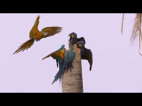 Brazil Photo Tour 2022 – Pantanal Moments and Rewinds – Blue Gold Macaws vs Hyacinth Macaws