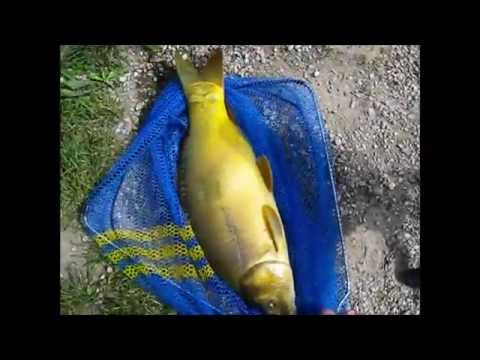 Pesca a fondo in cava...un pò di carpe!