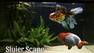 Mijn SLUIERSTAART Aquarium: Scape en Planten! //Nickey//