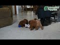 Toy Poodle dogs for sale: Vicky - Video 1