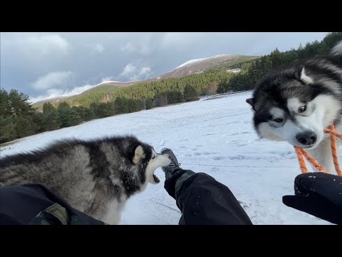 Snow Dog Bites Me While Trying To Sledge! Naughty Niko Strikes Again!