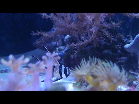 Das ENDE!? Warum ich mein Aquarium auflösen möchte! Juwel Lido 200 Meerwasseraquarium Review