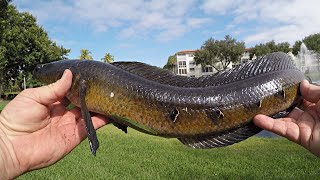 Pond Bass Fishing in Florida (New PB BULLSEYE SNAKEHEAD & MTB Pro Box Unboxing)