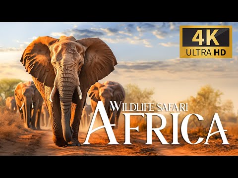 Discovering African Wildlife Secrets in 4K 🐾 Piano Serenity