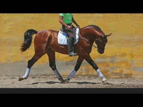 HORSE PRE FOR SALE - 170 CM - 2017