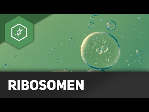 Ribosome - Teil 1