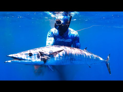 INSANE DAY BLUEWATER SPEARFISHING FOR FOOD Creamy Garlic Fish Pasta (Catch And Cook) - Ep 268