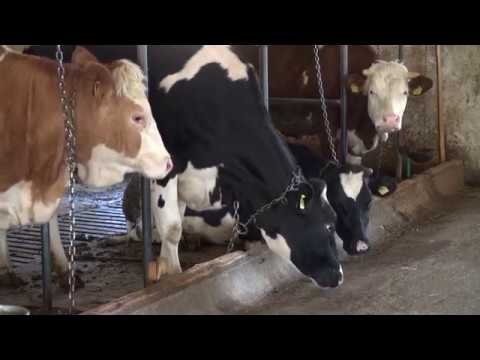 Naša priča ep.146 08.06.2018. - selo Vrmdža, Sokobanja - Mlečno govedarstvo