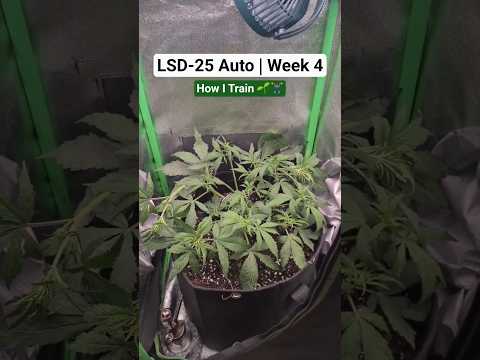 Final Training | LSD-25 Auto by FastBuds Week 4