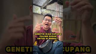 Download lagu Genetik ikan cupang paling susah di breed! #fishkinian #bettafish #ikanhias #ikancupang mp3 Download lagu Genetik ikan cupang paling susah di breed! #fishkinian #bettafish #ikanhias #ikancupang mp3