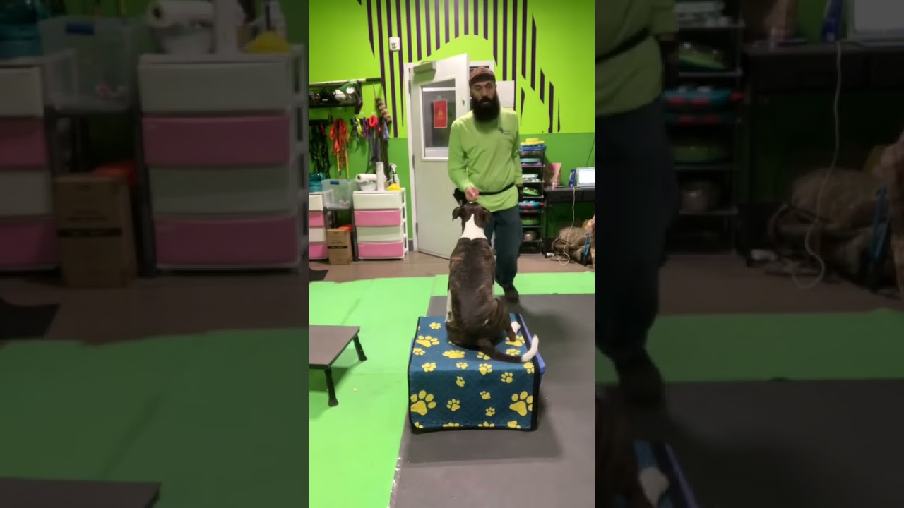 Tiffy, a Adoptable mixed breed in Ferndale, MI video 6/6