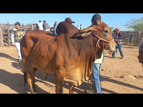 Feira de gado em Senador Rui Palmeira Alagoas 25/11/25#nordeste