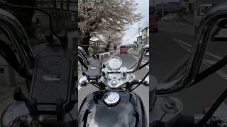 桜の木の下でバイク、気持ちいいね👍　#steed #スティード400  #アメリカンバイク #街乗り