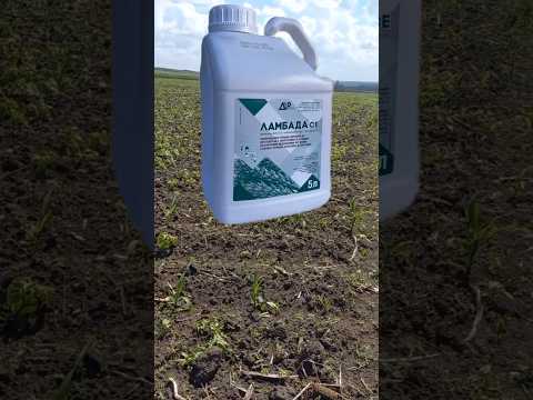 Гербицид Ламбада (Прима), СЭ 5л, АКВАРИУС - фото 1 - id-p1851384031