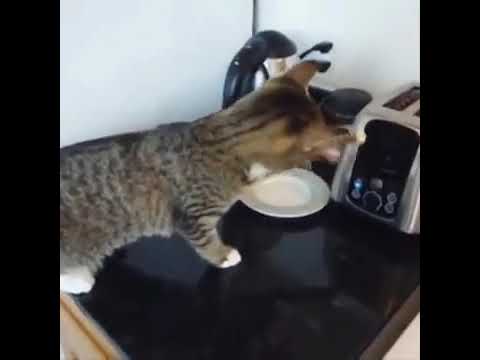 Funny Cat   don't try to hold back laughing😂😂360p