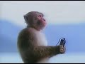 Monkey Listening To Music