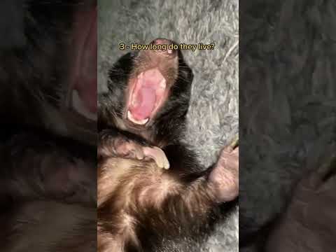 5 most asked questions about raising a domestic skunk. #pets #animals #ataritheskunk #petskunk