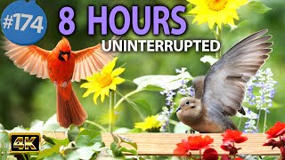Relaxing TV for Cats 😻 Uninterrupted 8 Hours of Birds 🐦 and Squirrels 🐿Cat TV