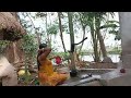 Tumpa Delhi Block Video Funny Comedy Song