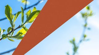 DIMMI &amp; Zeeba - Found U