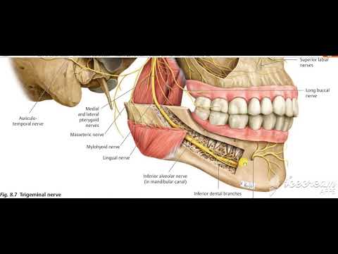 Pharynx palate motor 3