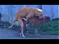 Nature Beauty Dog Lovable Matting Mattingvideo Mattingvideo Animals Beauty