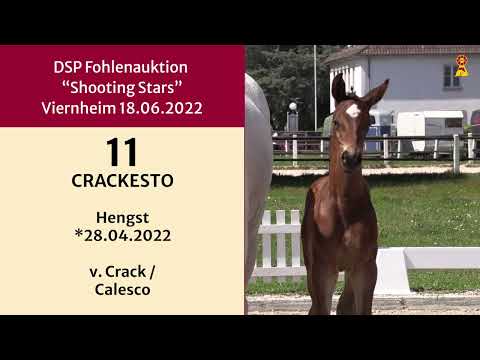 KN 11 CRACKESTO v. Crack/Calesco