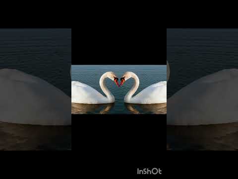 Alberto toral y estela Trujillo. Ejem