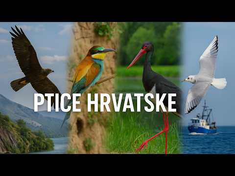 Ptice Hrvatske – svijet pernatih čuda | Dokumentarni film o pticama i njihovim staništima